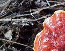 赤灵芝的功效与作用 紫灵芝的功效与作用