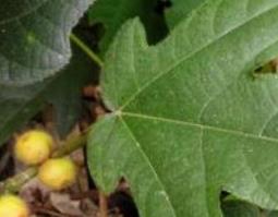 粗叶榕的功效与作用（粗叶榕的功效与作用是什么）