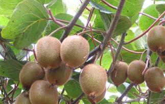 吃猕猴桃的皮真的能助睡眠吗（睡前吃猕猴桃有助于睡眠质量）