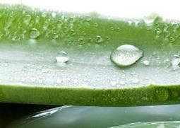 芦荟胶的功效与作用 芦荟胶的功效与作用可以长期用吗