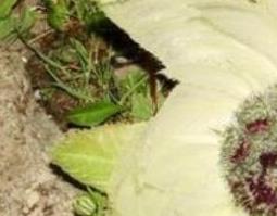 雪莲花精油的功效与作用 雪莲花精油有什么作用