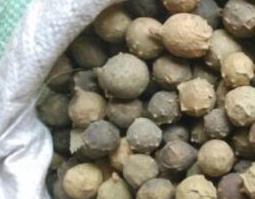 没食子的功效与作用（没食子的功效与作用及禁忌）