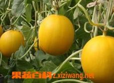 香瓜怎么挑 香瓜怎么挑选好吃