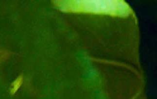 蟠桃的病虫害防治方法 蟠桃裂果怎样防治