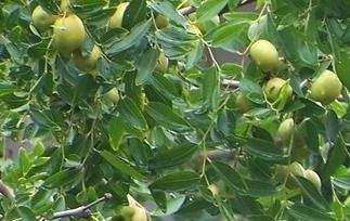 枣的用途（芹菜加红枣的用途）