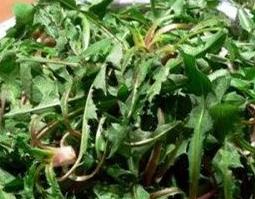 牛肉婆婆丁咸菜如何做（牛肉婆婆丁咸菜如何做好吃）