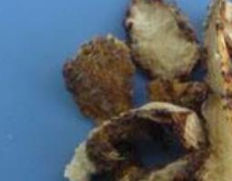 白及与白芨的区别 白及还是白芨