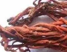 血参根的功效与作用及药用价值 血参根的功效与作用及药用价值是什么