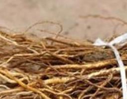 野蕉根的功效与作用 野蕉根的功效与作用及禁忌