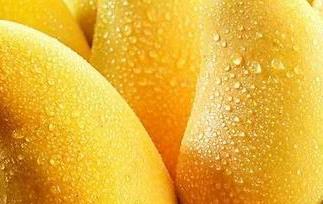 芒果品种和栽培方法 芒果栽培种植技术