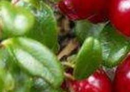 熊果苷的功效与作用(熊果苷的功效与作用对皮肤的作用)