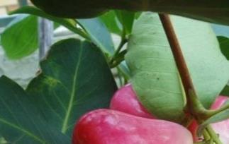 莲雾图片(香水莲雾图片)