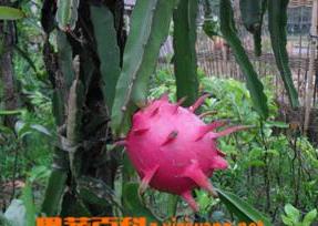 火龙果的营养价值有多高 火龙果有什么样的营养价值