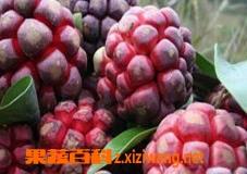 布福娜功效有哪些 布福娜根的功效