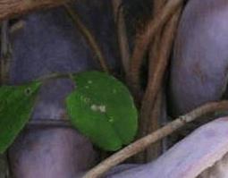 野香蕉的功效与作用 香蕉有什么功效与作用