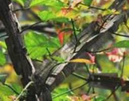 鬼箭羽的功效与作用及禁忌 鬼箭羽的功效与作用及禁忌症箭