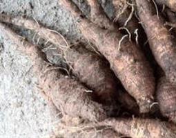 羊乳和羊乳参有什么区别 人乳和羊乳的营养区别