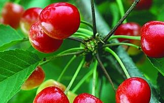 樱桃的功效与作用有哪些 樱桃的功效与作用有哪些禁忌