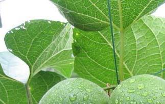 罗汉果有啥作用呢 罗汉果作用有哪些 罗汉果的药用价值