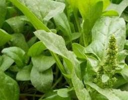 蒲公英芽是什么样子（蒲公英的嫩芽长什么样子）