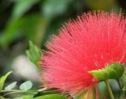 红色的蒲公英有毒吗（蒲公英有毒吗?）