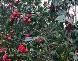 腾冲红花油茶的功效与作用（红花油茶有什么功效）