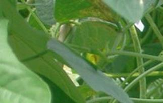 豇豆怎么烧好吃 豇豆怎么烧好吃颜色又不黄