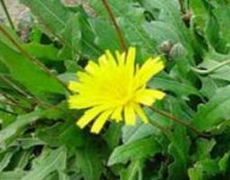 苦菜晒干泡水的功效与作用（苦菜晒干泡水的功效与作用图片）