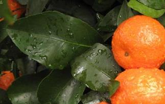 孕妇可以吃砂糖橘吗（孕妇可以吃沙糖桔吗?）