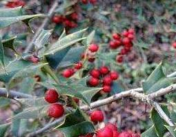 刺梅果根的功效与作用 刺梅花根的功效