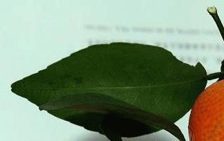 沙糖桔的营养价值 沙糖桔的营养价值与功效