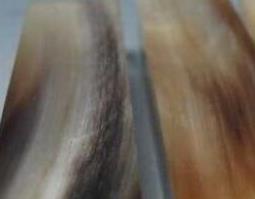 如何区分白水牛角和白牦牛角 怎么区分白水牛角和白牦牛角