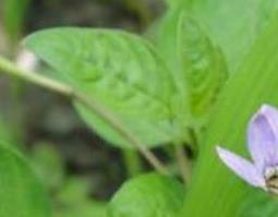 白蒿的药用功效与作用