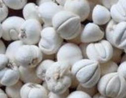 川贝粉怎么吃 川贝粉怎么吃法