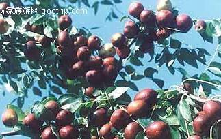 吃沙栆有什么好处 沙鳢吃什么