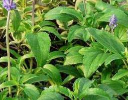 化核草有什么功效与作用 化核草作用途