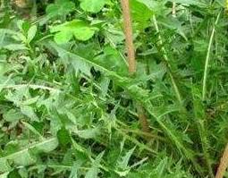 谷谷丁的功效与作用及禁忌 谷谷丁能吃吗