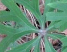 兔儿伞根的功效与作用 兔儿伞根的功效与作用图片