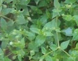 繁缕草的作用与功效