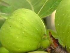 无花果适用人群(无花果不适合人群)