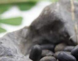 苦石莲子的功效与作用 苦石莲子的功效与作用及食用方法