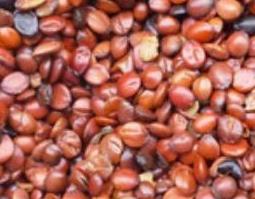 炙酸枣仁和生枣仁功效有什么区别（炙枣仁和酸枣仁的区别）