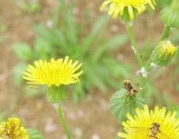 尖角蒲公英是什么 刺角是不是蒲公英