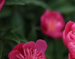 木芍药的功效与作用及药用价值 芍木的功效与作用及禁忌