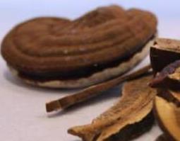 草灵芝与木灵芝的区别 草本灵芝和木本灵芝的差别