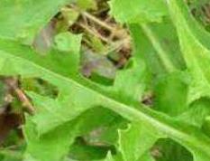 山莴苣的功效与作用 山莴苣的功效与作用及禁忌