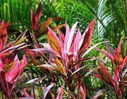 朱蕉的功效与作用 青叶朱蕉的功效与作用