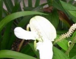 三白草的功效与作用及药用价值