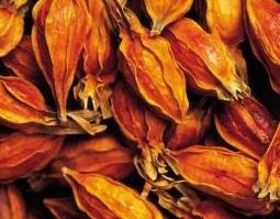 黄栀子的功效与作用及禁忌（黄栀子的功效与作用及禁忌一）