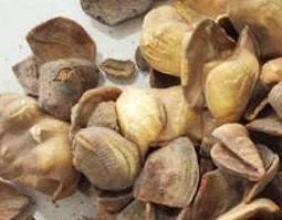 甲珠粉怎么冲服（甲珠粉的禁忌）